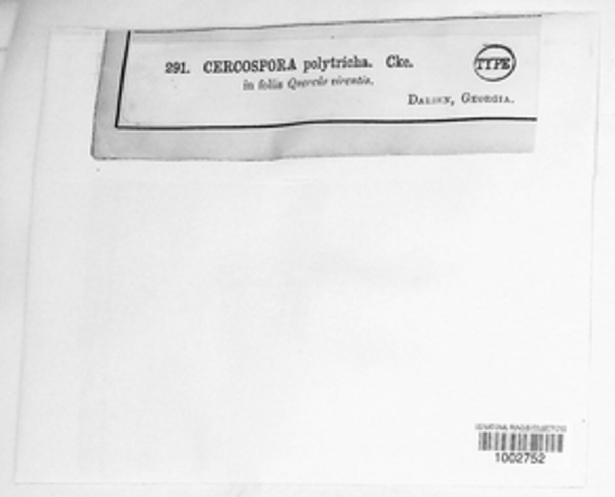 Pseudocercospora polytricha image